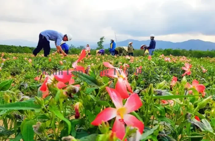 Hợp Tác Và Liên Kết Trong Các Dự Án Sâm Bố Chính: Lợi Ích Và Thách Thức